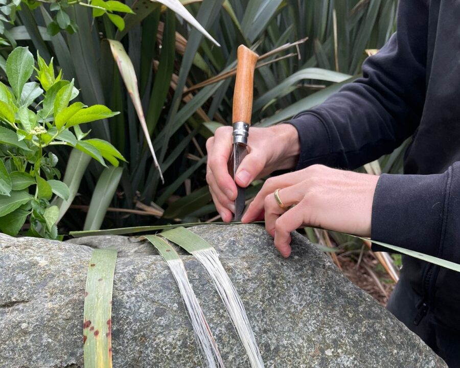 Hands using a folding knife to strip long leaf fibers on a rock, with green plants in the background.